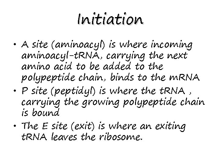 Initiation • A site (aminoacyl) is where incoming aminoacyl-t. RNA, carrying the next amino