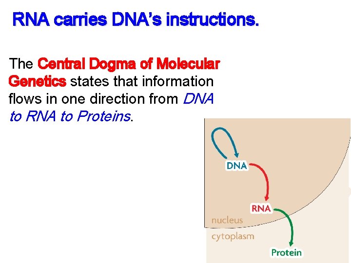 RNA carries DNA’s instructions. The Central Dogma of Molecular Genetics states that information flows