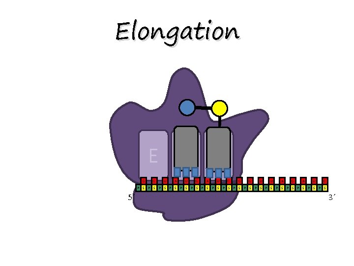 Elongation E P A G G U A U G A U C G