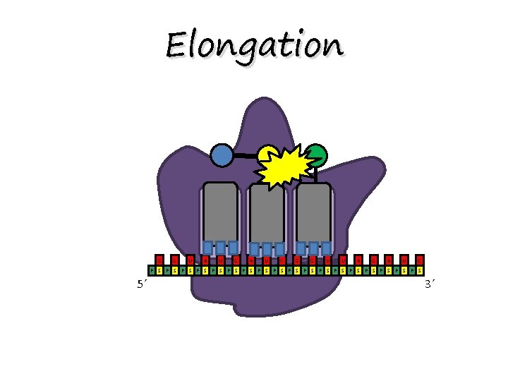 Elongation E P A G G U A U G A U C G