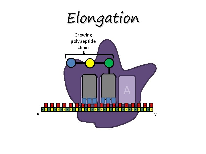 Elongation Growing polypeptide chain E P A G G U A U G A