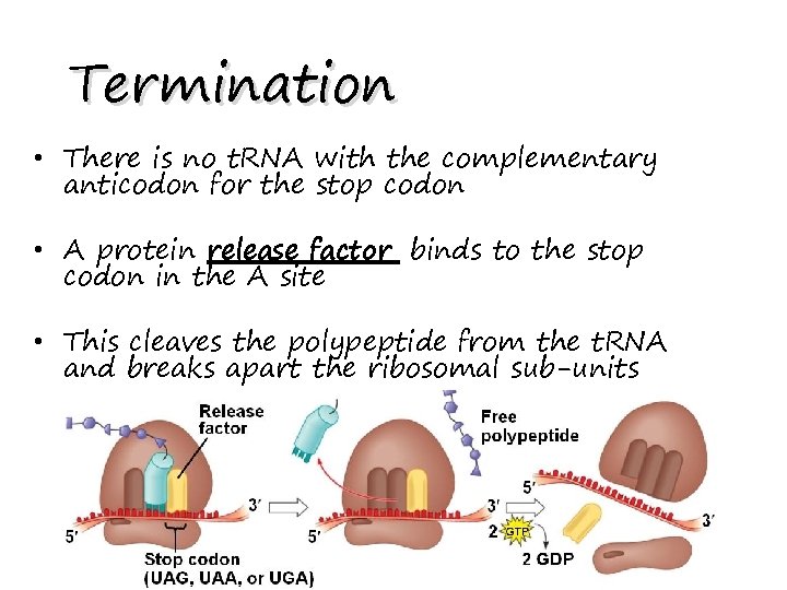 Termination • There is no t. RNA with the complementary anticodon for the stop