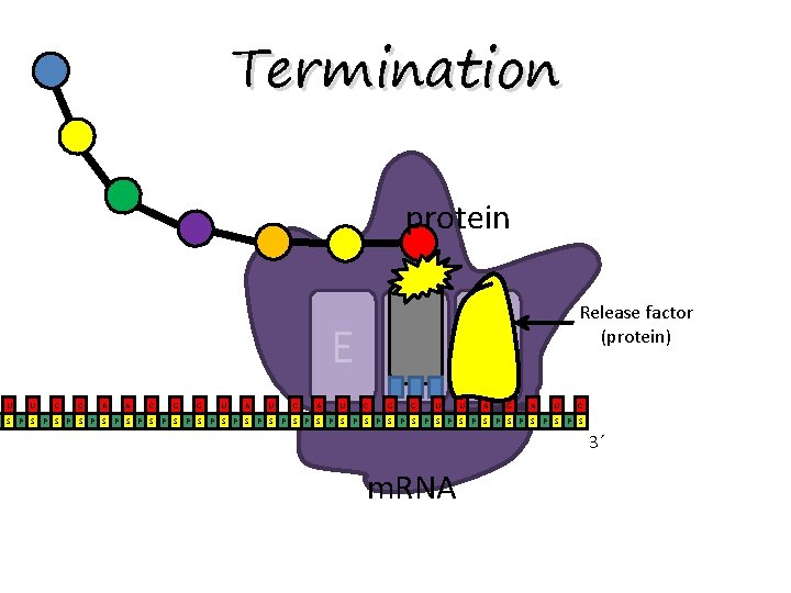 Termination protein Release factor (protein) E P A U U C C A A