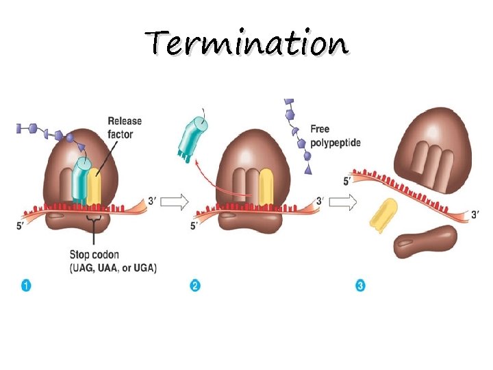 Termination 