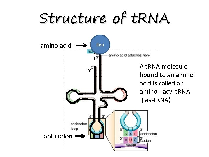 Structure of t. RNA amino acid Ileu 3’ 5’ anticodon A t. RNA molecule