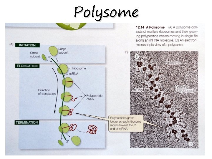Polysome 