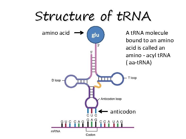 Structure of t. RNA amino acid glu A t. RNA molecule bound to an