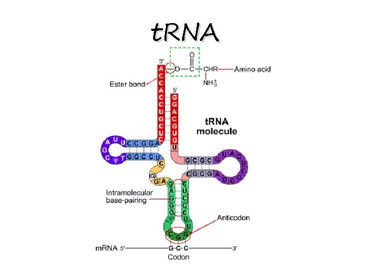 t. RNA 