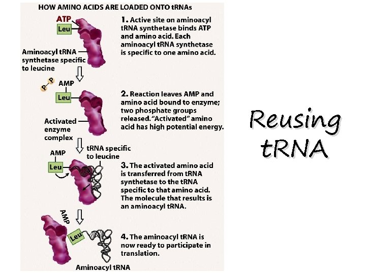 Reusing t. RNA 