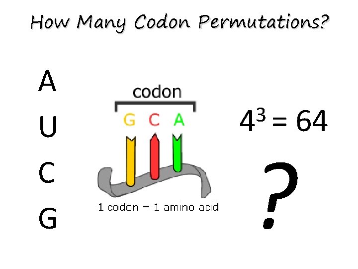 How Many Codon Permutations? A U C G 3 4 = 64 ? 