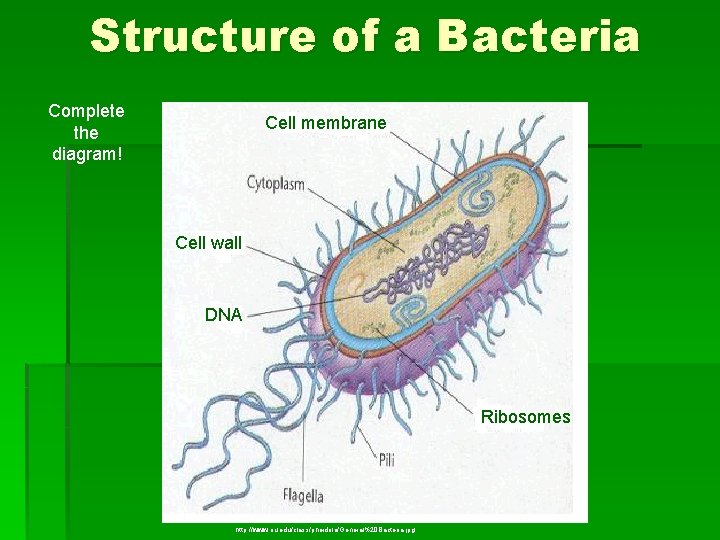 Structure of a Bacteria Complete the diagram! Cell membrane Cell wall DNA Ribosomes http: