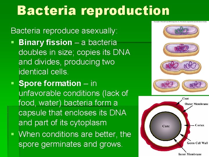 Bacteria reproduction Bacteria reproduce asexually: § Binary fission – a bacteria doubles in size;