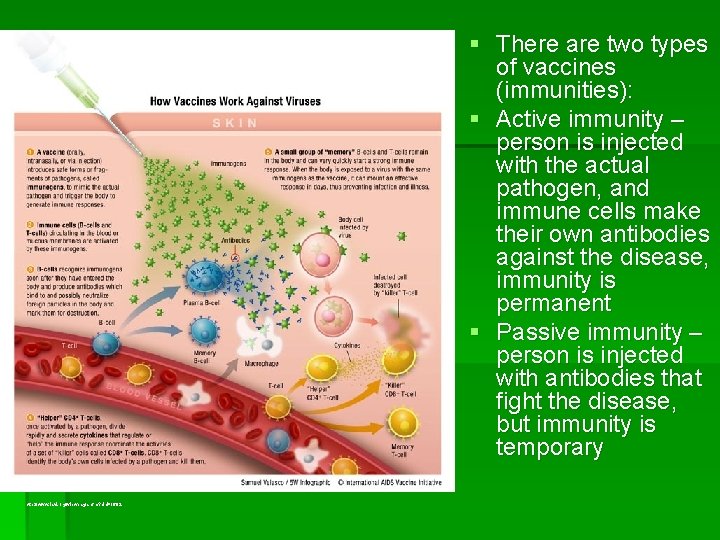 § There are two types of vaccines (immunities): § Active immunity – person is