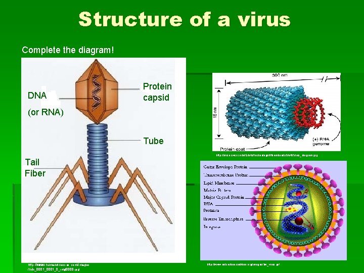 Structure of a virus Complete the diagram! DNA Protein capsid (or RNA) Tube http: