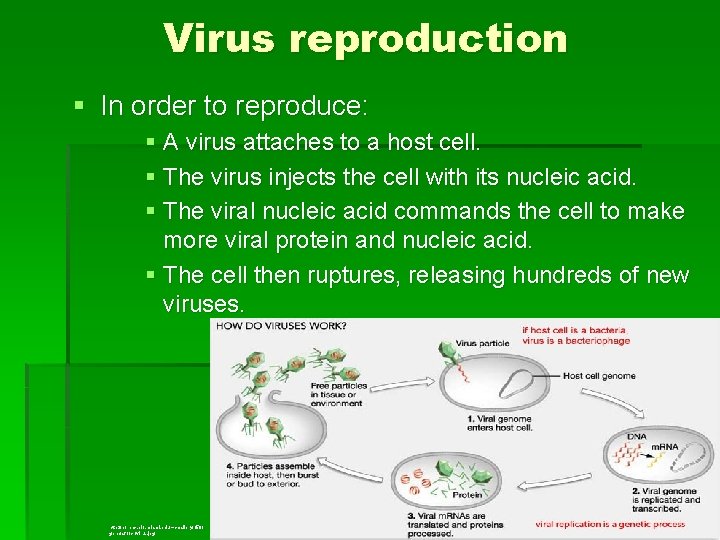 Virus reproduction § In order to reproduce: § A virus attaches to a host