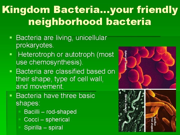 Kingdom Bacteria…your friendly neighborhood bacteria § Bacteria are living, unicellular prokaryotes. § Heterotroph or