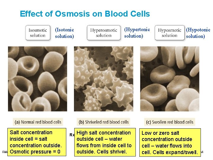 Effect of Osmosis on Blood Cells (Isotonic solution) Salt concentration FIGURE 12. 18 inside