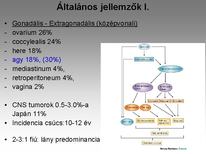 Általános jellemzők I. • - Gonadális - Extragonadális (középvonali) ovarium 26% coccylealis 24% here