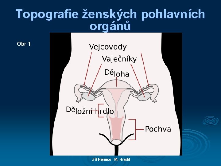 Topografie ženských pohlavních orgánů Obr. 1 ZŠ Hejnice - M. Hradil 