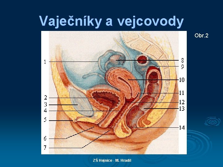 Vaječníky a vejcovody Obr. 2 ZŠ Hejnice - M. Hradil 