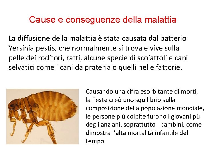 Cause e conseguenze della malattia La diffusione della malattia è stata causata dal batterio