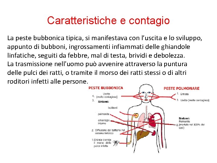 Caratteristiche e contagio La peste bubbonica tipica, si manifestava con l’uscita e lo sviluppo,