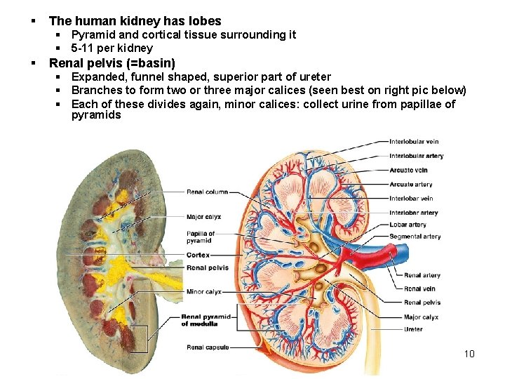 § The human kidney has lobes § Pyramid and cortical tissue surrounding it §
