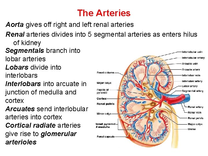 The Arteries Aorta gives off right and left renal arteries Renal arteries divides into