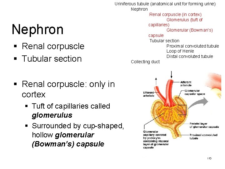 Nephron § Renal corpuscle § Tubular section Uriniferous tubule (anatomical unit forming urine) Nephron