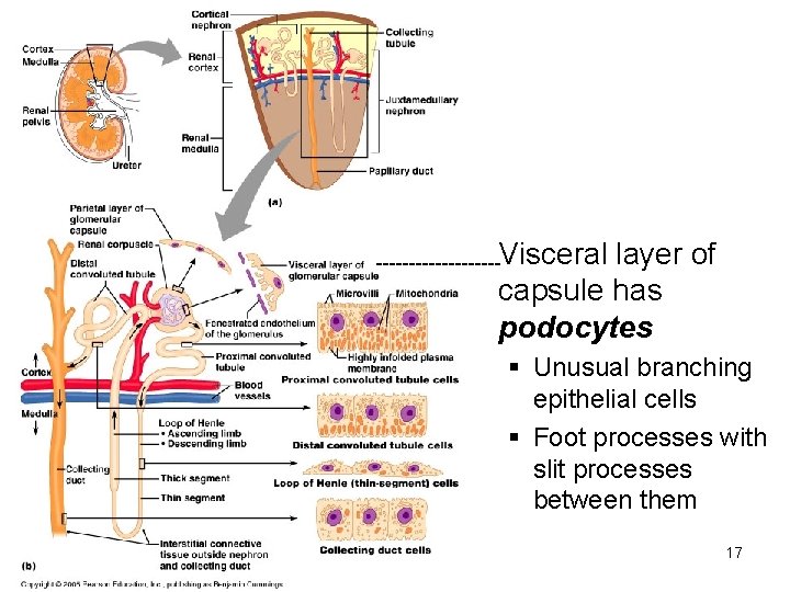(refer to this pic as we go) ----------Visceral layer of capsule has podocytes §