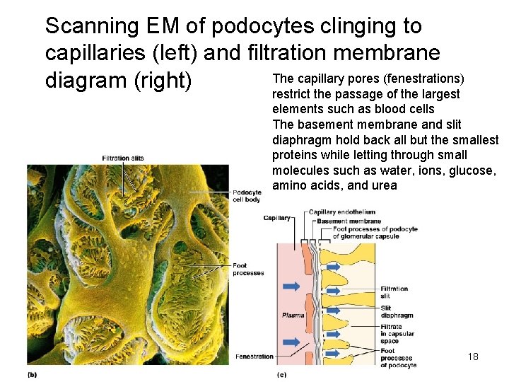 Scanning EM of podocytes clinging to capillaries (left) and filtration membrane The capillary pores