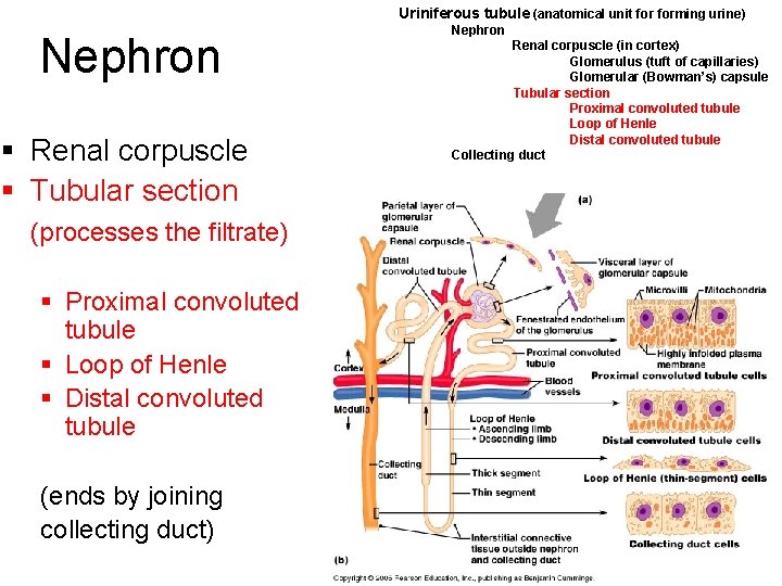 Uriniferous tubule (anatomical unit forming urine) Nephron § Renal corpuscle § Tubular section Nephron