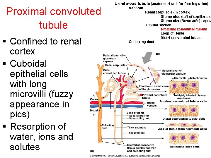 Proximal convoluted tubule § Confined to renal cortex § Cuboidal epithelial cells with long