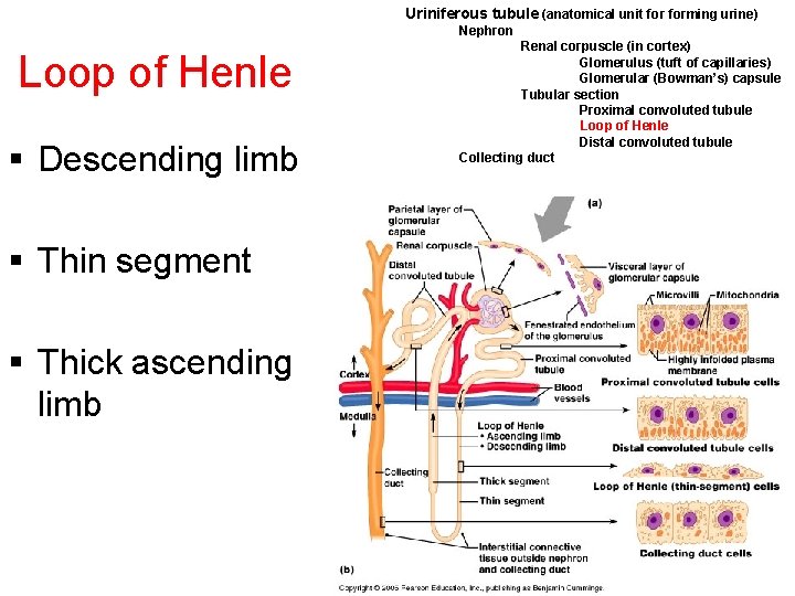 Uriniferous tubule (anatomical unit forming urine) Nephron Loop of Henle § Descending limb Renal