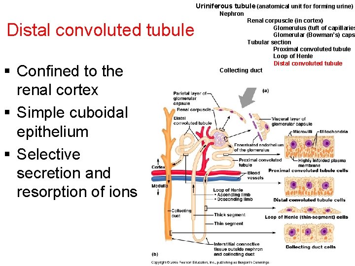 Uriniferous tubule (anatomical unit forming urine) Nephron Distal convoluted tubule § Confined to the