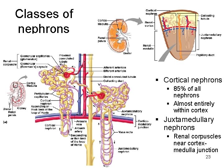 Classes of nephrons § Cortical nephrons § 85% of all nephrons § Almost entirely