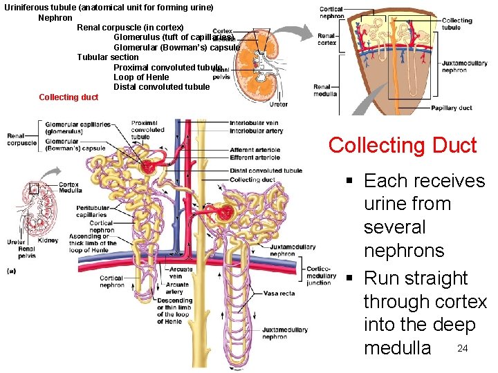 Uriniferous tubule (anatomical unit forming urine) Nephron Renal corpuscle (in cortex) Glomerulus (tuft of
