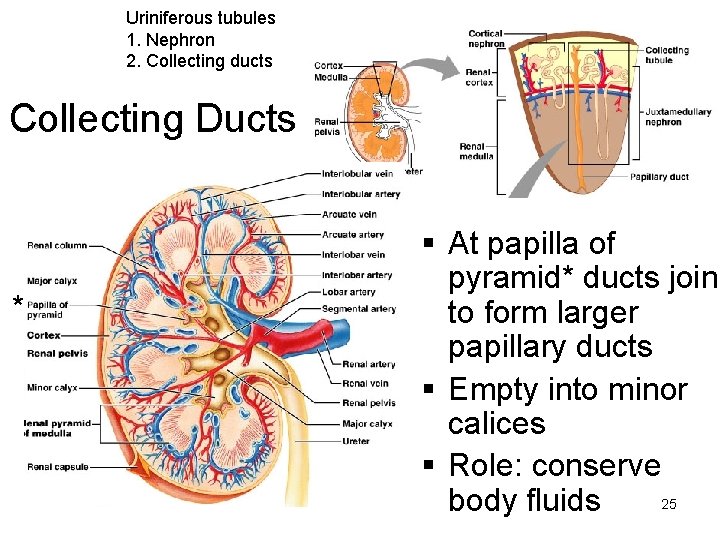 Uriniferous tubules 1. Nephron 2. Collecting ducts Collecting Ducts * § At papilla of