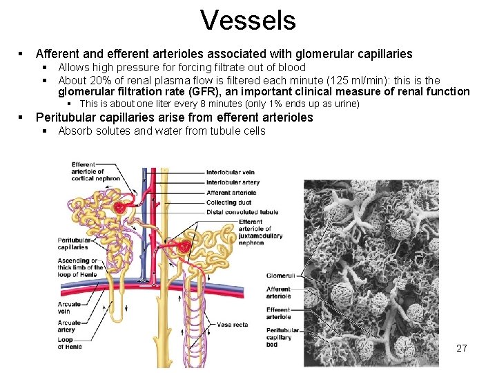 Vessels § Afferent and efferent arterioles associated with glomerular capillaries § Allows high pressure