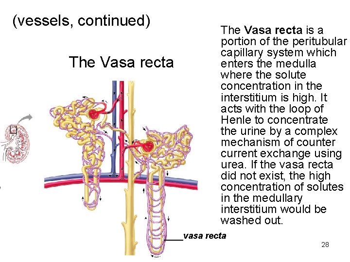 (vessels, continued) The Vasa recta is a portion of the peritubular capillary system which