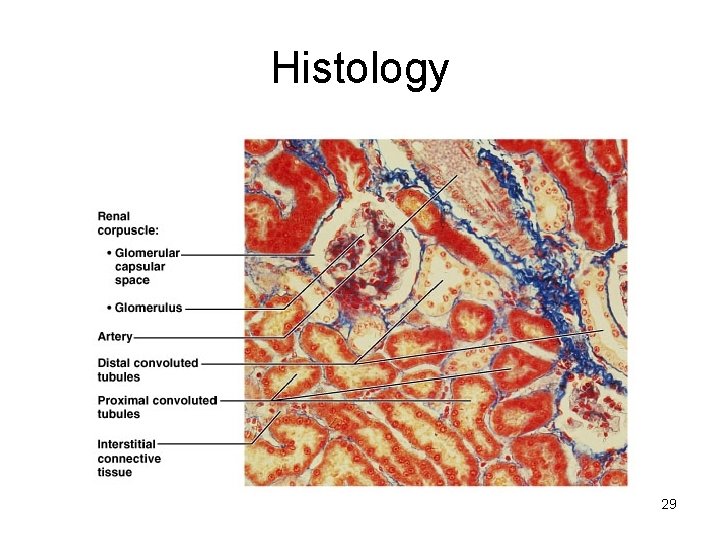 Histology 29 