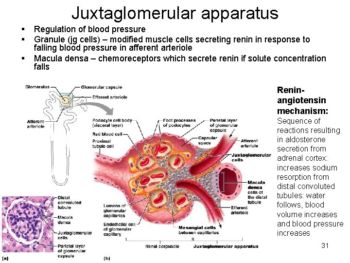 Juxtaglomerular apparatus § § § Regulation of blood pressure Granule (jg cells) – modified