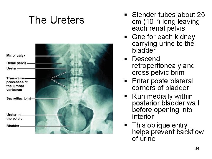 The Ureters § Slender tubes about 25 cm (10 “) long leaving each renal