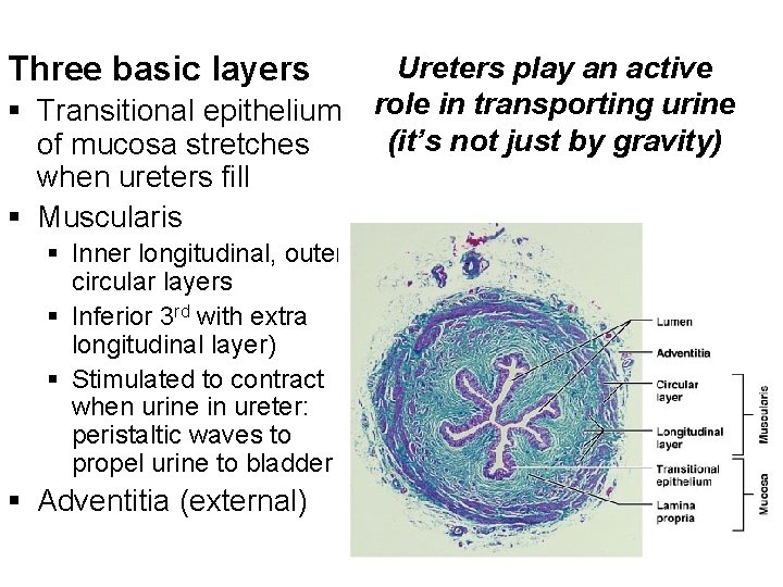 Three basic layers § Transitional epithelium of mucosa stretches when ureters fill § Muscularis