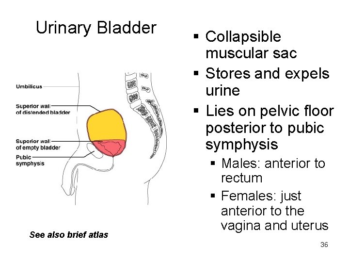 Urinary Bladder See also brief atlas § Collapsible muscular sac § Stores and expels