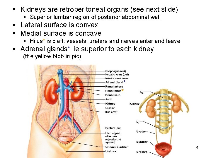 § Kidneys are retroperitoneal organs (see next slide) § Superior lumbar region of posterior