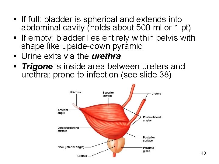 § If full: bladder is spherical and extends into abdominal cavity (holds about 500