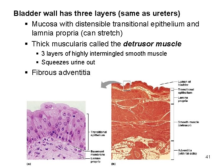 Bladder wall has three layers (same as ureters) § Mucosa with distensible transitional epithelium