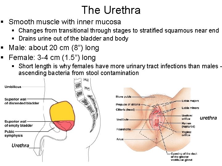 The Urethra § Smooth muscle with inner mucosa § Changes from transitional through stages