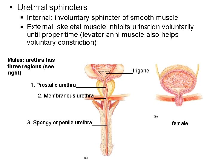 § Urethral sphincters § Internal: involuntary sphincter of smooth muscle § External: skeletal muscle